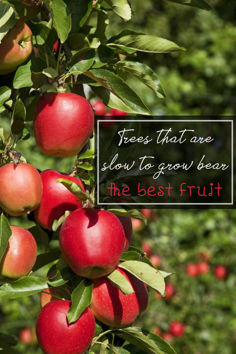Trees that are slow to grow bear the best fruit