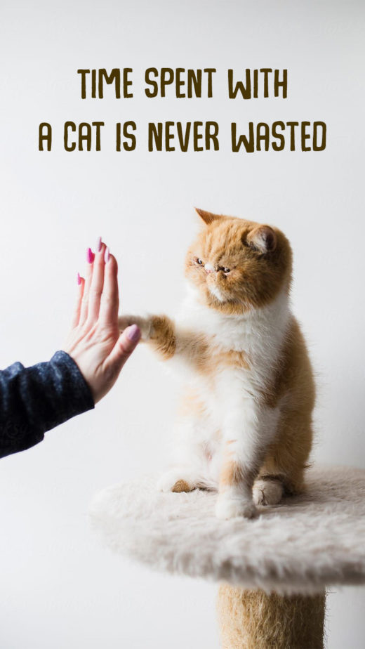 Time spent with a cat is never wasted